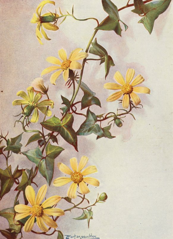 Der Gelbe Kap-Efeu, Senecio Macroglossus von Angelo Fairfax Muckley