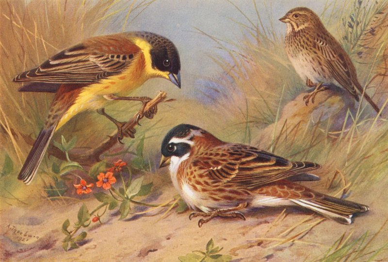 Schwarzkehlammer, Grauammer, Waldammer von Archibald Thorburn