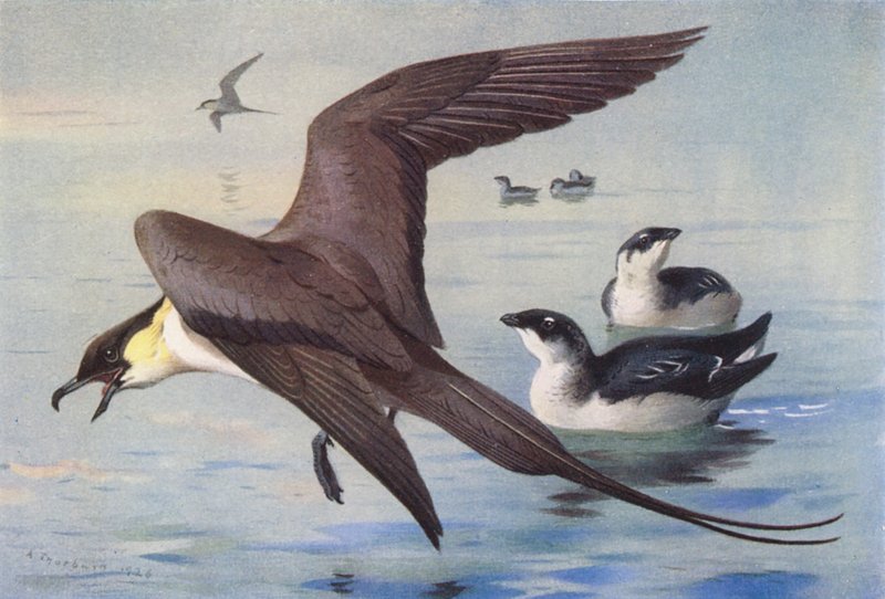 Langschwanz-Skua, Kleiner Alk (Winter) von Archibald Thorburn