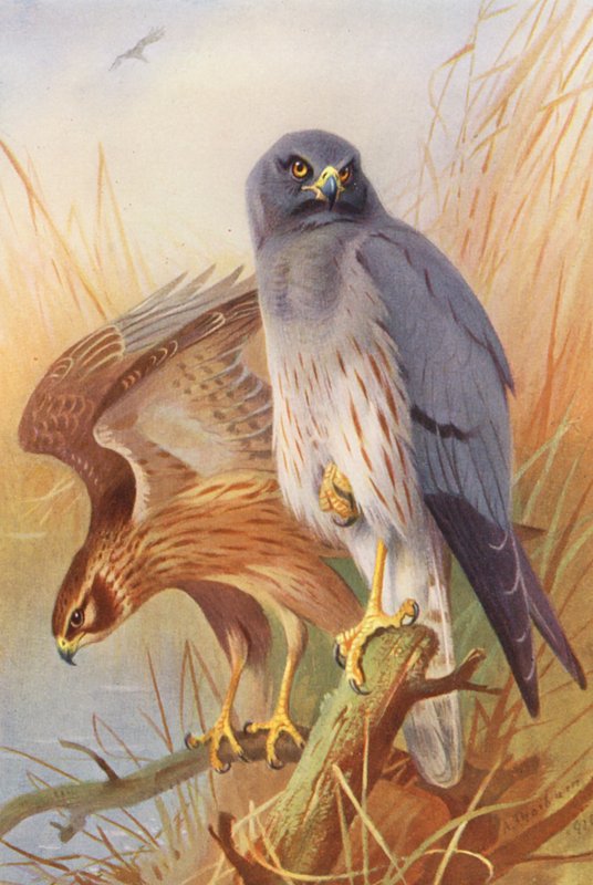 Wiesenweihe (männlich und weiblich) (Farblithografie) von Archibald Thorburn