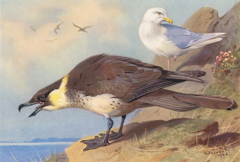 Pomatorhine Skua, Islandmöwe von Archibald Thorburn