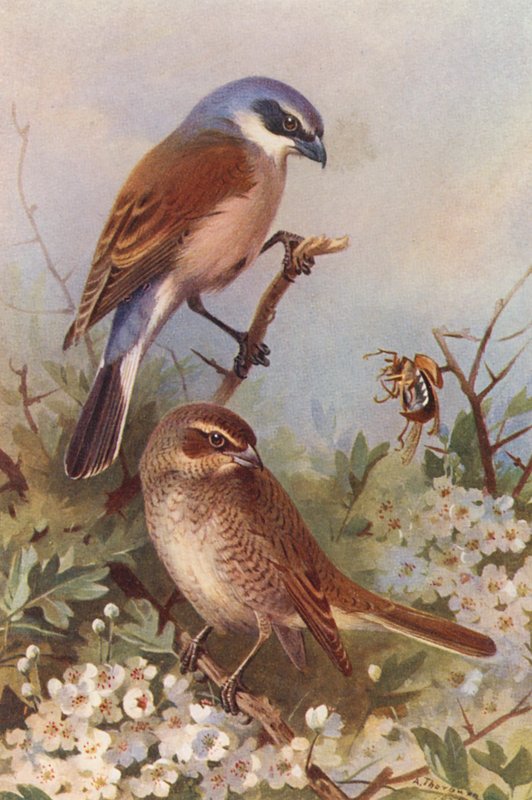 Neuntöter (männlich und weiblich) von Archibald Thorburn