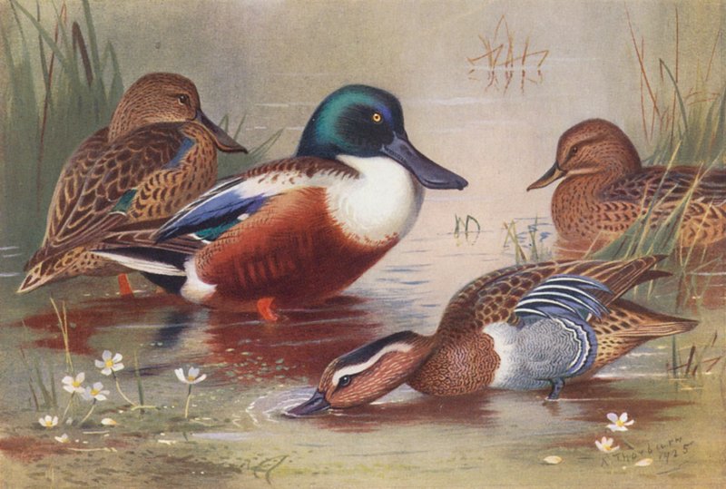 Löffelente (männlich und weiblich), Knäkente (männlich und weiblich) von Archibald Thorburn
