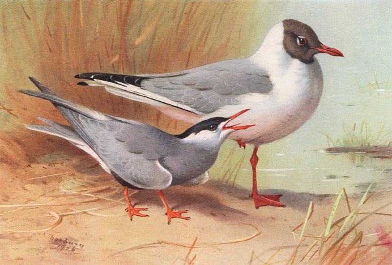 Bartseeschwalbe, Schwarzkopfmöwe (Sommer) von Archibald Thorburn