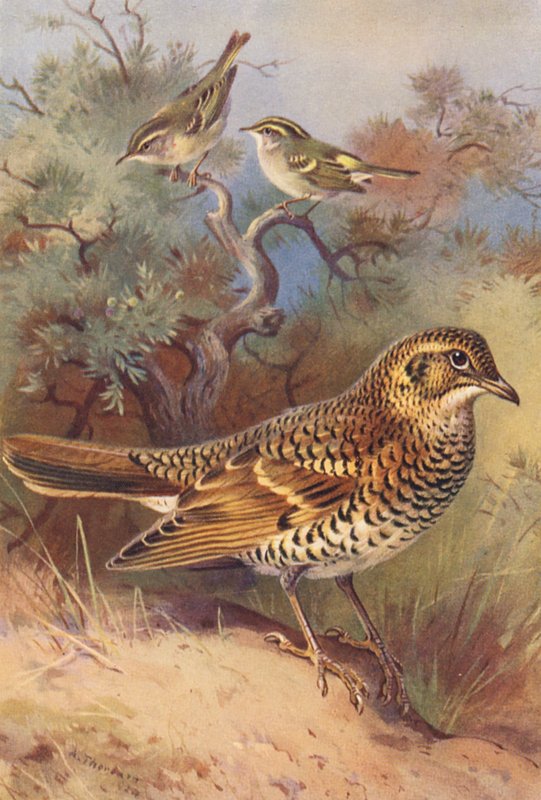 Gelbbrauen-Laubsänger, Pallas-Laubsänger, Weißdrossel von Archibald Thorburn