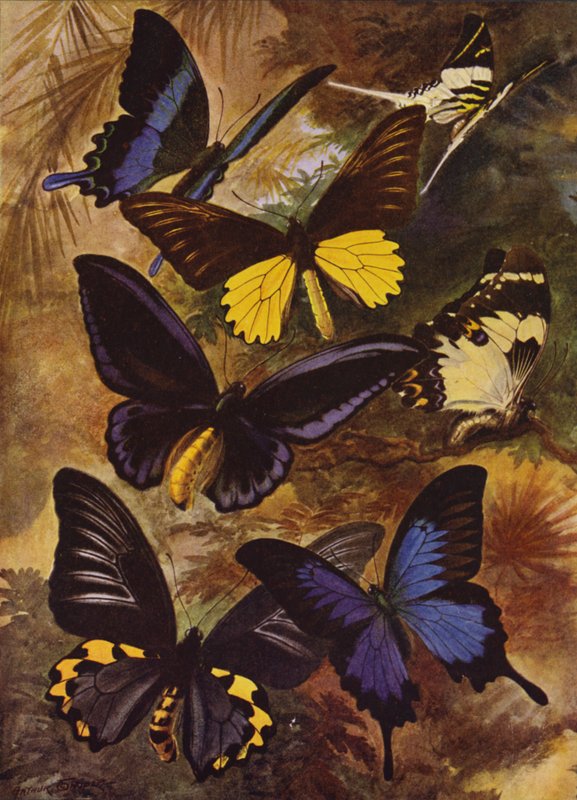 Schöne Schmetterlinge: Schwarze und goldene Schmetterlinge aus den Ostindien (Farblithografie) von Arthur Twidle