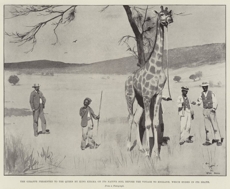Die Giraffe, die der Königin von König Khama auf ihrem Heimatboden vor der Reise nach England präsentiert wurde, die mit ihrem Tod endete von Cecil Charles Windsor Aldin