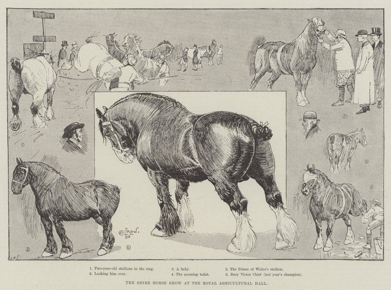 Die Shire Horse Show in der Royal Agricultural Hall von Cecil Charles Windsor Aldin