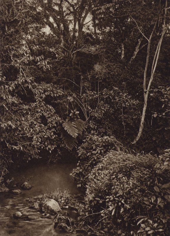 Mexiko: Wald in der Nähe von Mirador, Panorama des Urwaldes von Cecile Seler Sachs