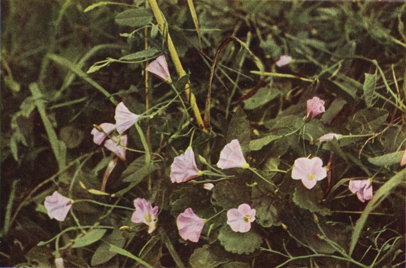 Wildblumen: Winde von Charles Essenhigh Corke