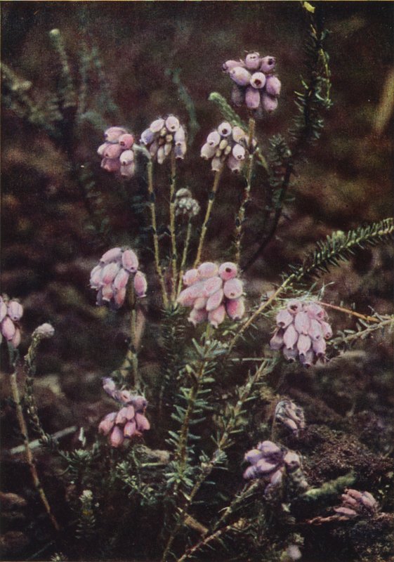 Wildblumen: Kreuzblättrige Heide von Charles Essenhigh Corke