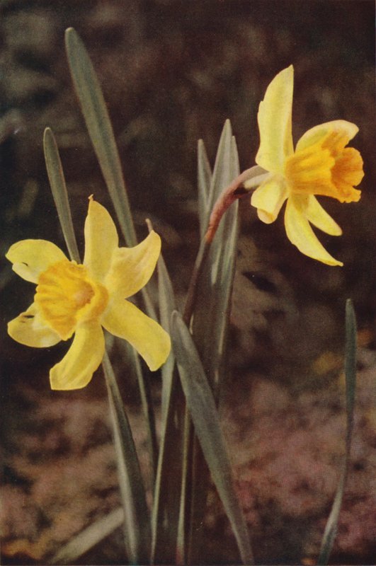 Wildblumen: Narzisse von Charles Essenhigh Corke