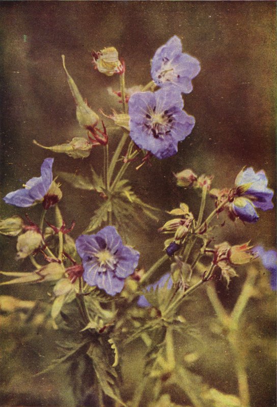 Wildblumen: Wiesen-Storchschnabel von Charles Essenhigh Corke