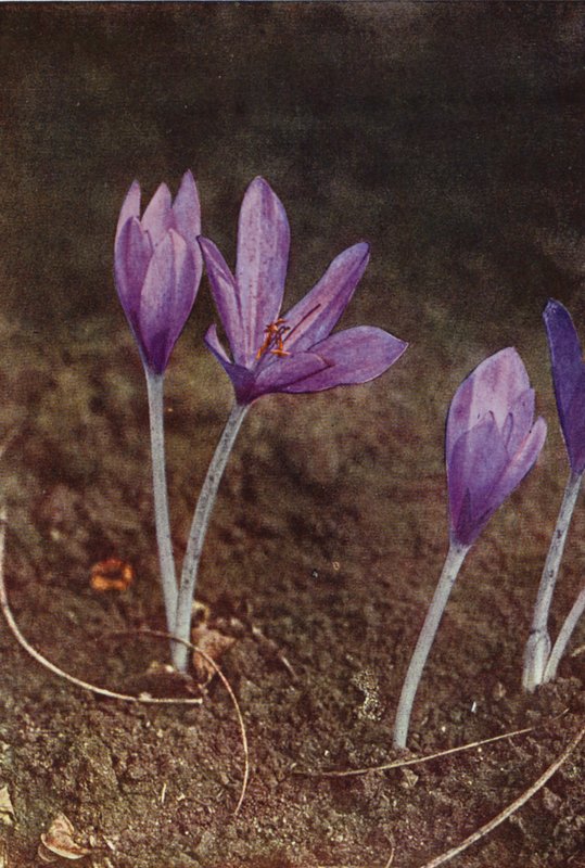 Wildblumen: Herbstzeitlose von Charles Essenhigh Corke