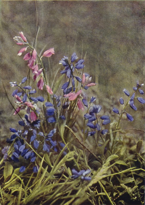 Wildblumen: Kreuzblume von Charles Essenhigh Corke