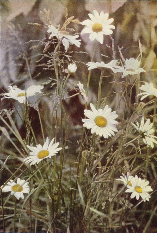 Wildblumen: Margerite von Charles Essenhigh Corke