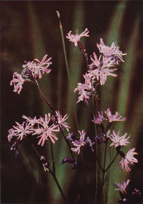 Wildblumen: Kuckuckslichtnelke von Charles Essenhigh Corke