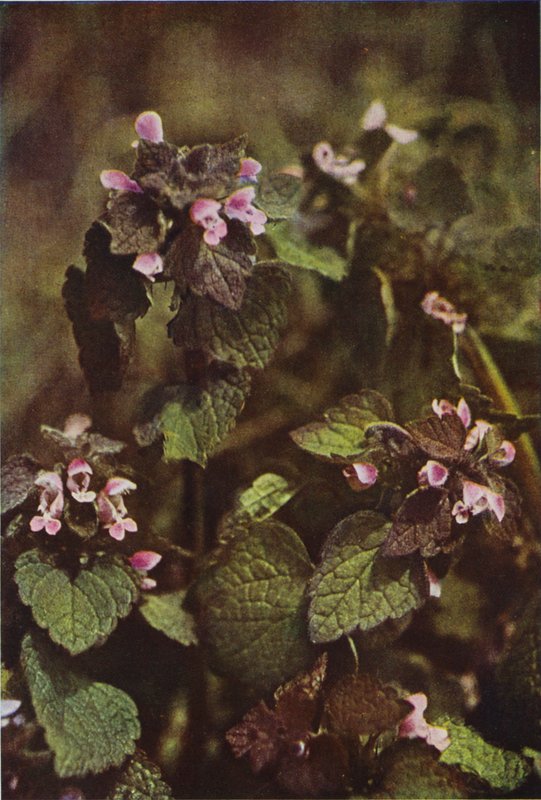 Wildblumen: Rote Taubnessel von Charles Essenhigh Corke