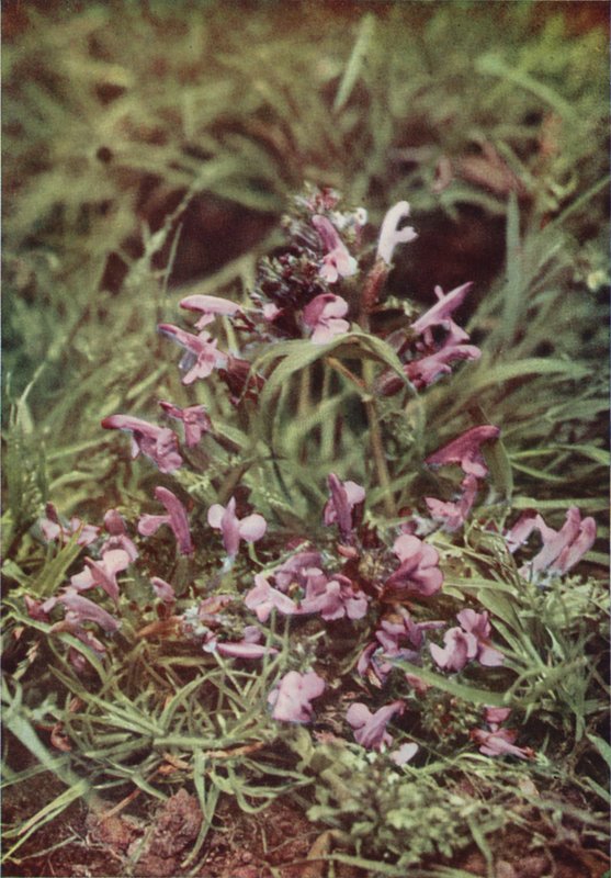 Wildblumen: Roter Zahntrost von Charles Essenhigh Corke