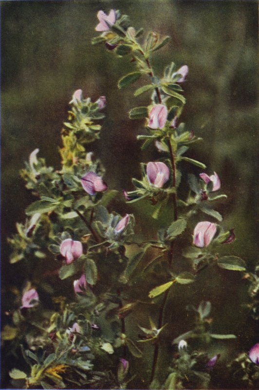 Wildblumen: Hauhechel von Charles Essenhigh Corke