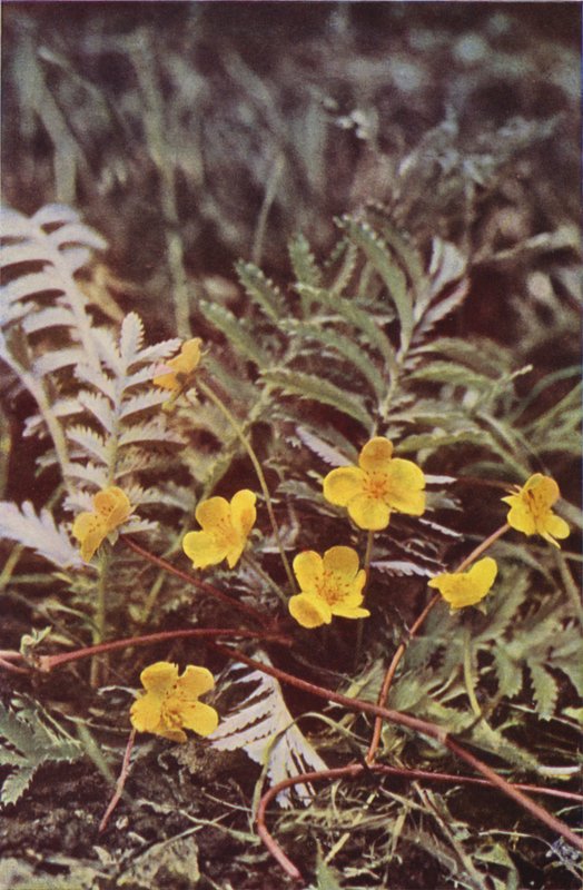 Wildblumen: Gänsefingerkraut von Charles Essenhigh Corke