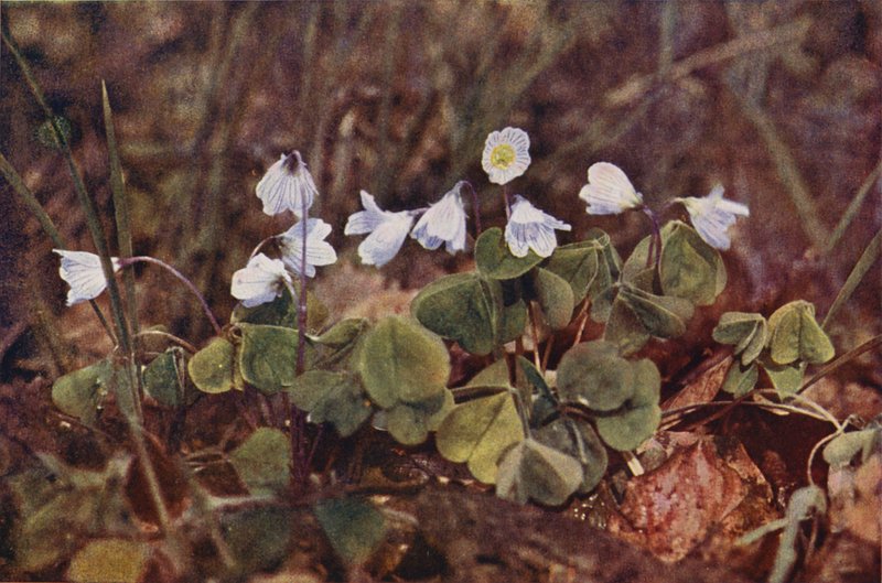 Wildblumen: Wald-Sauerklee von Charles Essenhigh Corke