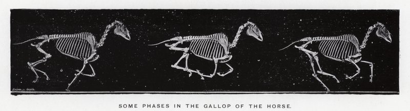 Eadweard Muybridge: Einige Phasen im Galopp des Pferdes von Eadweard Muybridge