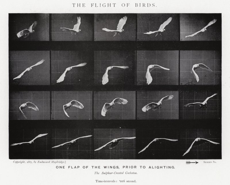 Eadweard Muybridge: Der Flug der Vögel (s/w Foto) von Eadweard Muybridge