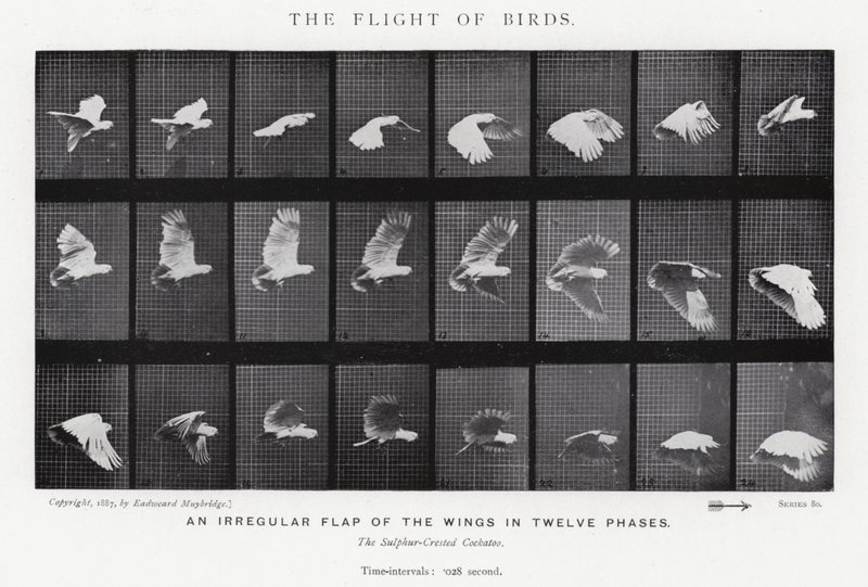 Eadweard Muybridge: Der Flug der Vögel (s/w Foto) von Eadweard Muybridge
