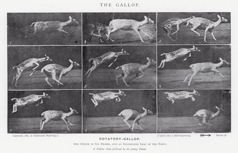 Eadweard Muybridge: Der Galopp (s/w Foto) von Eadweard Muybridge
