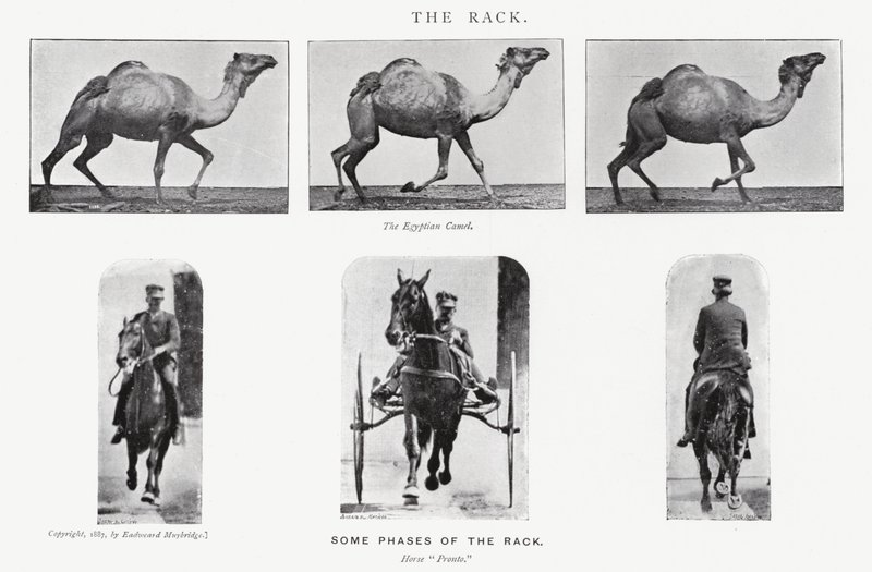 Eadweard Muybridge: Der Passgang von Eadweard Muybridge