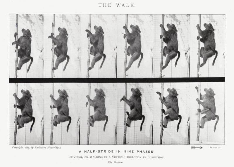 Eadweard Muybridge: Der Gang von Eadweard Muybridge
