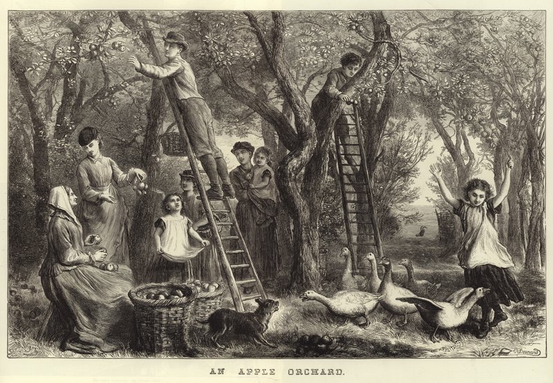 Ein Apfelgarten von Ebenezer Newman Downard