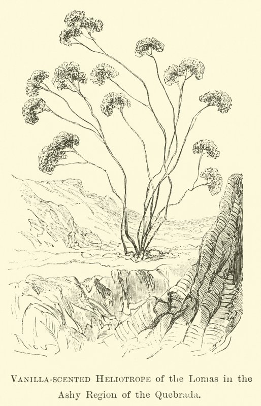 Vanilleduftender Heliotrop der Lomas in der aschigen Region der Quebrada von Edouard Riou