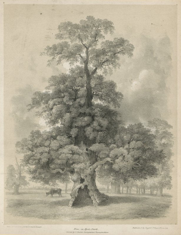 Ulme im Hyde Park, London von Edward Hassell