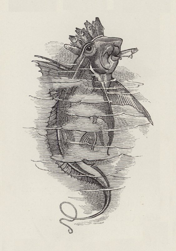 Illustration für Die Wasserkinder von Charles Kingsley von Edward Linley (after) Sambourne