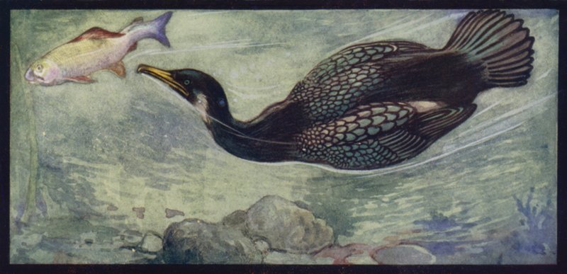 Ein Kormoran und seine Beute (Farblithografie) von Edwin Noble