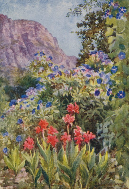 Blaue Ipomoea und Cannas, Bishopscourt, nahe Kapstadt von Elizabeth Drake