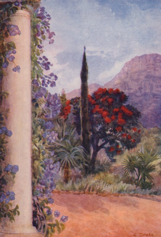 Dunkelrote Eukalyptus und Solanum Wendlandii im Paradies, Claremont von Elizabeth Drake