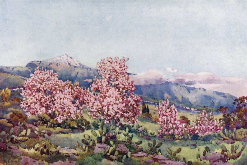 Mandelblüte, Tal von Orotava von Ella Du Cane
