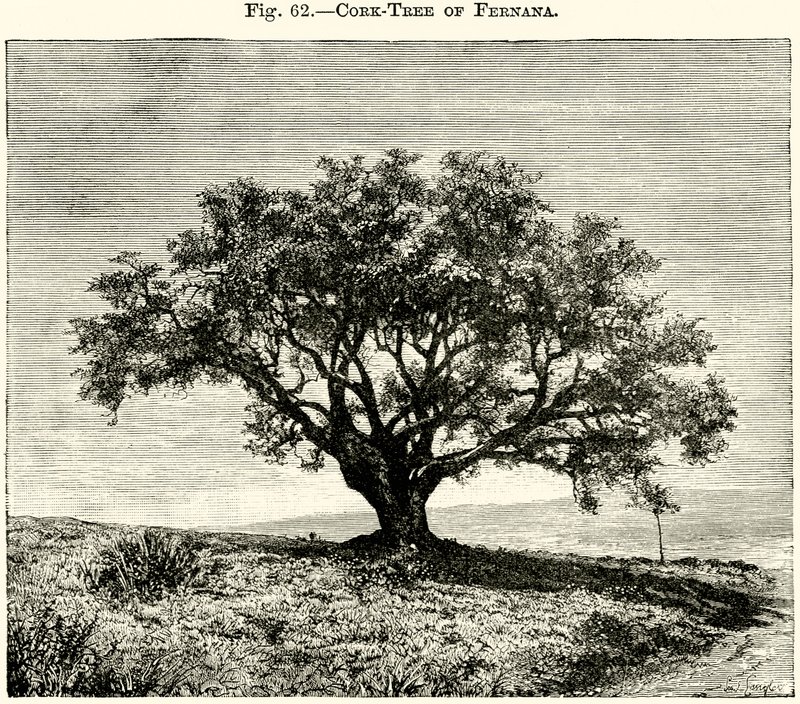 Korkbaum von Fernana von English School
