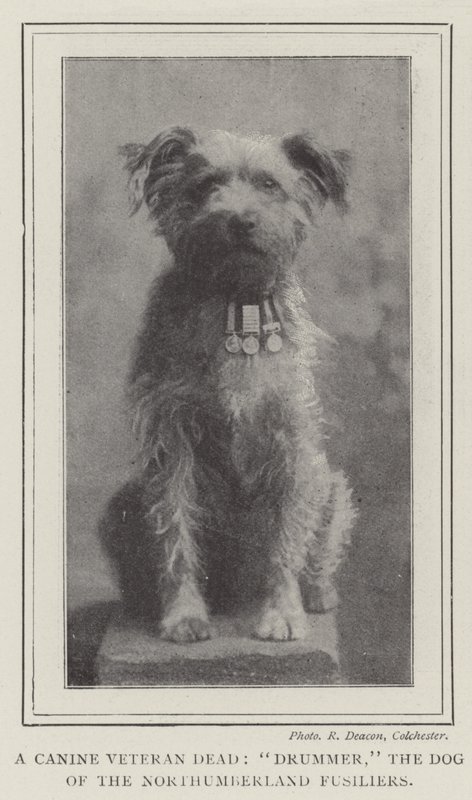 Ein verstorbener Hundeveteran, Drummer, der Hund der Northumberland Fusiliers von English Photographer