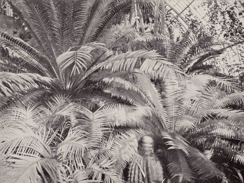 Eine Gruppe von Cycads im Palmenhaus in Kew von English Photographer