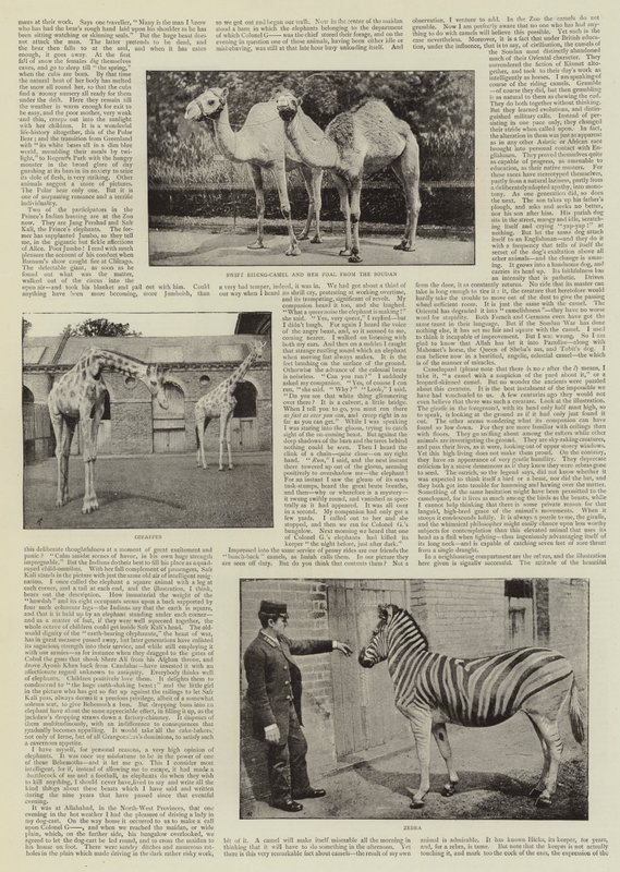 Ein Amateurfotograf im Zoo von English Photographer