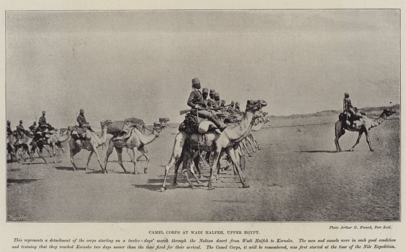 Kamelkorps in Wadi Halfa, Oberägypten von English Photographer