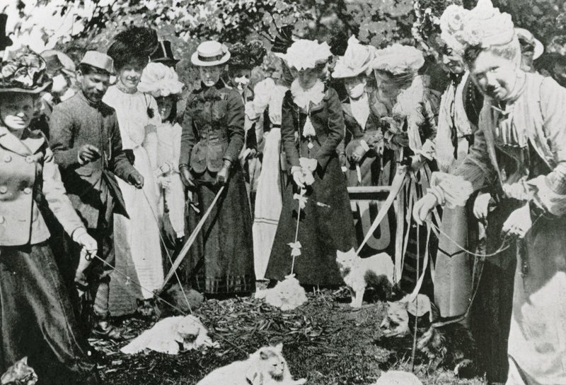 Katzenausstellung in den Royal Botanic Gardens, Westminster, im Jahr 1900 von English Photographer