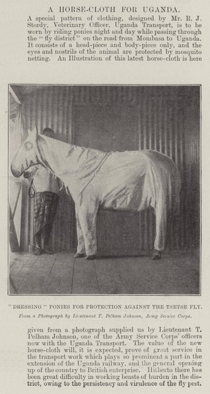 Ponys zum Schutz gegen die Tsetsefliege vorbereiten von English Photographer