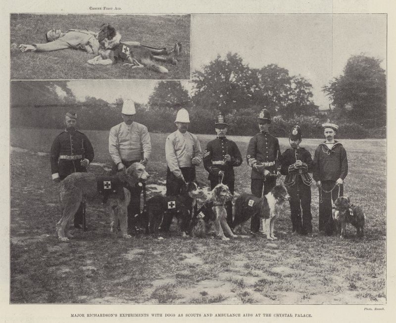 Major Richardsons Experimente mit Hunden als Späher und Sanitätshilfen im Crystal Palace von English Photographer