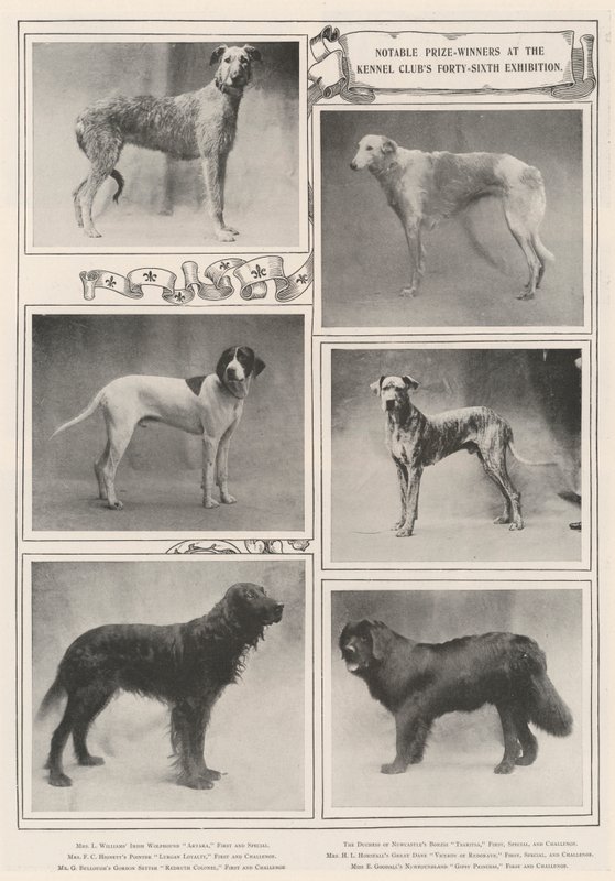 Bemerkenswerte Preisträger bei der sechsundvierzigsten Ausstellung des Kennel Clubs von English Photographer