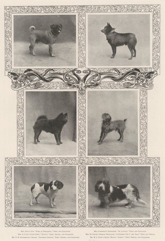 Bemerkenswerte Preisträger bei der sechsundvierzigsten Ausstellung des Kennel Clubs von English Photographer
